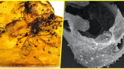 New discovery of a precious flower trapped in amber for nearly 40 million years