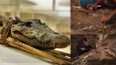 Archaeologists excavating at Qubbat al-hawā in southern Egypt have discovered a tomb containing a crocodile mummy