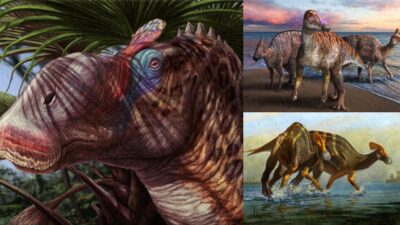 Paleontologists Find Fossil Dinosaurs on Japan’s Southern Island