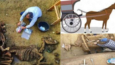 Archaeologists in Croatia have discovered the fossil remains of a Roman chariot buried with two horses as part of a funeral