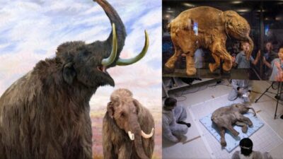 42,000-year-old teenage mammoth with intact soft tissues found on the Yamal . peninsula