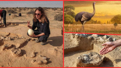 Archaeologists find rare ostrich eggs more than 4,000 years old in the desert
