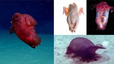 Discovered a “headless chicken” monster swimming on the bottom of the Antarctic sea