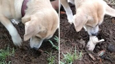 Heartbreaking Moment: Mama Dog Digs Up Dead Puppy Trying Desperately To Bring Him Back To Life