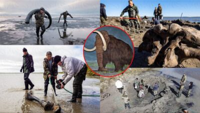 Russian scientists have found the almost complete remains of a mammoth up to 10,000 years old in Russia