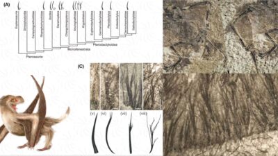 The mystery of the origin of feathers – Smooth pterosaurs nearly 160 years ago rekindled the debate