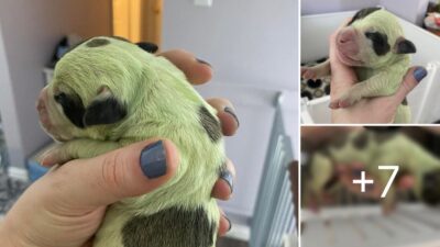 A Couple Welcomes a Surprising New Addition: A Green Puppy!