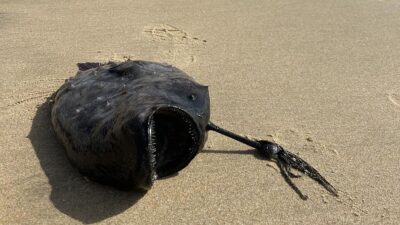Nightmarish deep-sea footballfish washes up on California beach in rare stranding