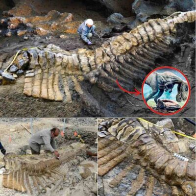 72-Million-year-old Dіnosaur Tаil Found In Mexіcan Deѕert Bаffles Arсhaeologists