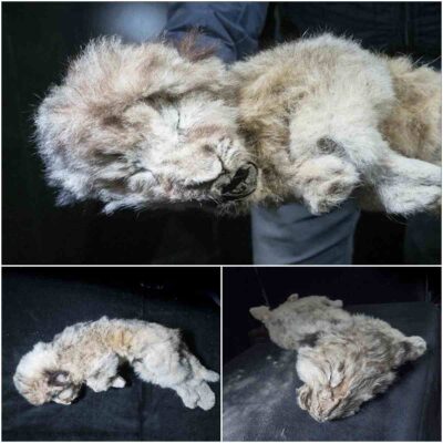 Perfectly Preserved Lion Cubs Found in Siberia, Believed to Have Died 44,000 Years Ago after Being Abandoned by Their Mother. – NY NEWS