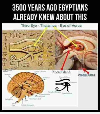 Ancient Egyptians knew this Eye of Horus : Fractions in your Brain Over 3500 Years Ago